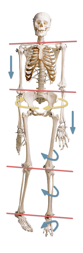 -#0060 {279x844}: (posture-skeleton.png) [скелет, перекосы осанки]